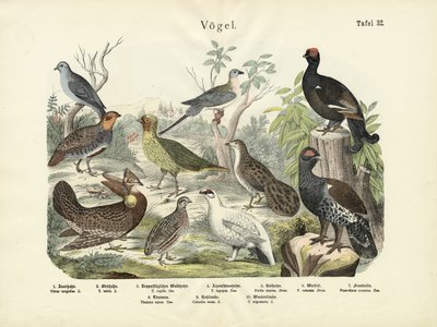 Fugle, ca. 1860 af German School